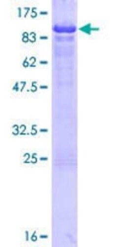 Novus Biologicals Recombinant Human NAP1L3 GST (N-Term) Protein 25 &mu;g | Buy Online | Novus Biologicals&trade; | Fisher Scientific