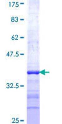 Novus Biologicals&trade;&nbsp;Recombinant Human NEU2 GST (N-Term) Protein