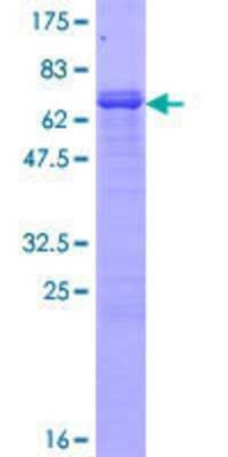 Novus Biologicals Recombinant Human Protocadherin-1 GST (N-Term) Protein 10 &mu;g | Buy Online | Novus Biologicals&trade; | Fisher Scientific