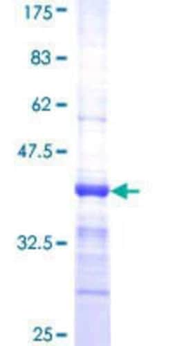 Novus Biologicals&trade;&nbsp;Recombinant Human PDE2A GST (N-Term) Protein