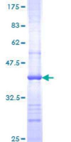 Novus Biologicals™ Recombinant Human POLR2G GST (N-Term) Protein