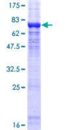 Novus Biologicals&trade;&nbsp;Recombinant Human PPP2R2C GST (N-Term) Protein