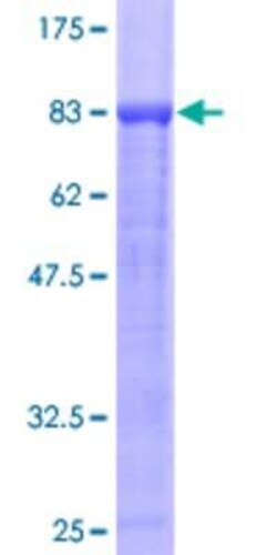 Novus Biologicals&trade;&nbsp;Recombinant Human PPP2R5A GST (N-Term) Protein