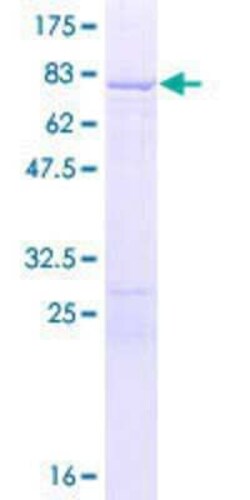 Novus Biologicals&trade;&nbsp;Recombinant Human PTBP1 GST (N-Term) Protein