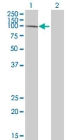 Novus Biologicals&trade;&nbsp;IA-2/PTPRN 293T Cell Transient Overexpression Lysate