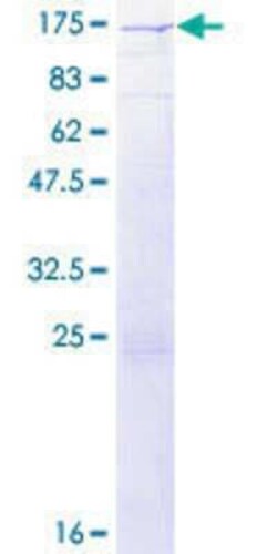 Novus Biologicals&trade;&nbsp;Recombinant Human RALGDS GST (N-Term) Protein
