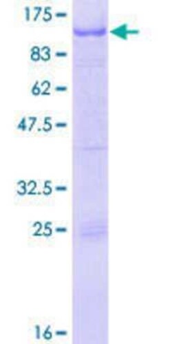 Novus Biologicals Recombinant Human RFX2 GST (N-Term) Protein 10 &mu;g | Buy Online | Novus Biologicals&trade; | Fisher Scientific