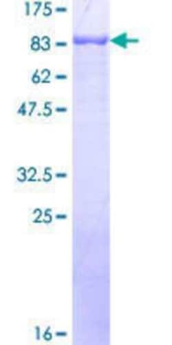 Novus Biologicals Recombinant Human RFX4 GST (N-Term) Protein 10 &mu;g | Buy Online | Novus Biologicals&trade; | Fisher Scientific