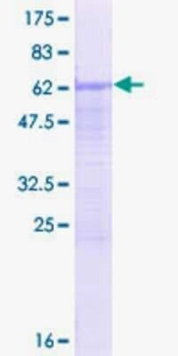 Novus Biologicals™ Recombinant Human SFRS7 GST (N-Term) Protein
