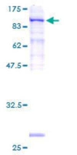 Novus Biologicals&trade;&nbsp;Recombinant Human SRPR alpha GST (N-Term) Protein