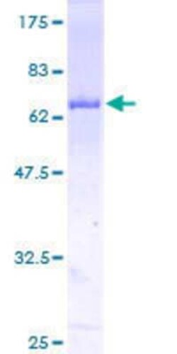 Novus Biologicals&trade;&nbsp;Recombinant Human STAT5b GST (N-Term) Protein