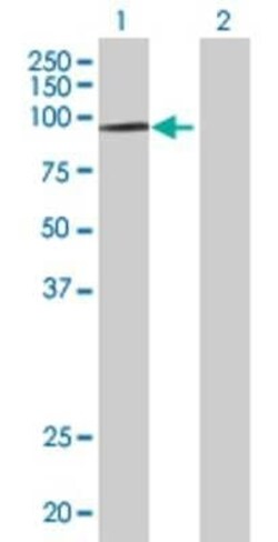 Novus Biologicals HIRA 293T Cell Transient Overexpression Lysate 0.1 mL | Buy Online | Novus Biologicals&trade; | Fisher Scientific