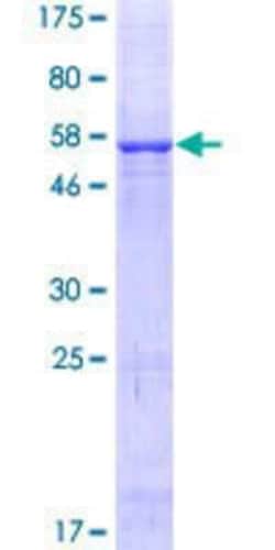 R&D Systems&trade;&nbsp;Recombinant Human VDAC3 GST (N-Term) Protein