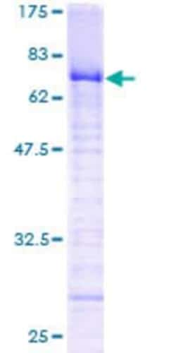 R&D Systems&trade;&nbsp;Recombinant Human ZNF24 GST (N-Term) Protein