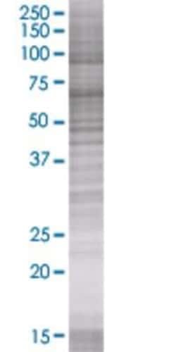 Novus Biologicals&trade;&nbsp;ZNF43 293T Cell Transient Overexpression Lysate