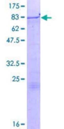 Novus Biologicals&trade;&nbsp;Recombinant Human ZNF85 GST (N-Term) Protein