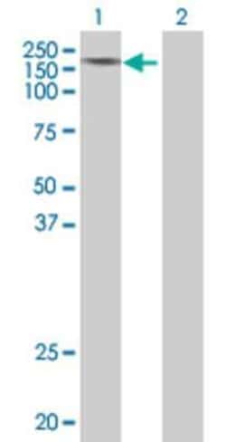 Novus Biologicals BRPF1 293T Cell Transient Overexpression Lysate 0.1 mL | Buy Online | Novus Biologicals&trade; | Fisher Scientific