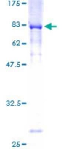 Novus Biologicals Recombinant Human IFRD2 GST (N-Term) Protein 25 &mu;g | Buy Online | Novus Biologicals&trade; | Fisher Scientific