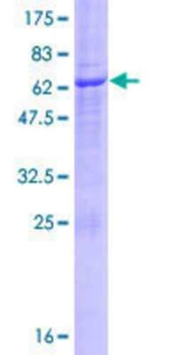 Novus Biologicals&trade;&nbsp;Recombinant Human UBXN8 GST (N-Term) Protein