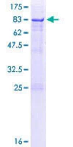 R&D Systems&trade;&nbsp;Recombinant Human SDPR GST (N-Term) Protein