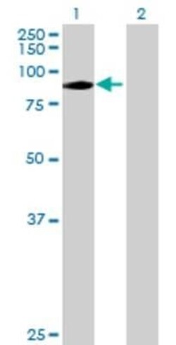 Novus Biologicals RASAL1 293T Cell Transient Overexpression Lysate 0.1 mL | Buy Online | Novus Biologicals&trade; | Fisher Scientific