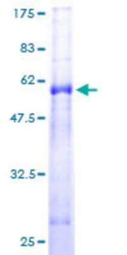 Novus Biologicals Recombinant Human PSMG1 GST (N-Term) Protein 10 &mu;g | Buy Online | Novus Biologicals&trade; | Fisher Scientific