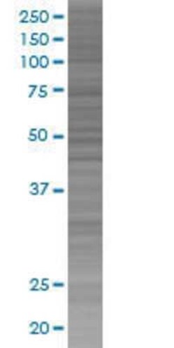 Novus Biologicals B3GALNT1 293T Cell Transient Overexpression Lysate 0.1 mL | Buy Online | Novus Biologicals&trade; | Fisher Scientific