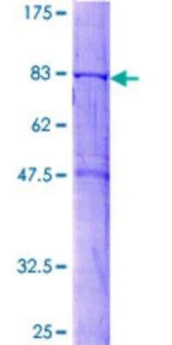 Novus Biologicals Recombinant Human SNX4 GST (N-Term) Protein 2 &mu;g | Buy Online | Novus Biologicals&trade; | Fisher Scientific