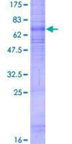 Novus Biologicals&trade;&nbsp;Recombinant Human GPR109B/HM74 GST (N-Term) Protein