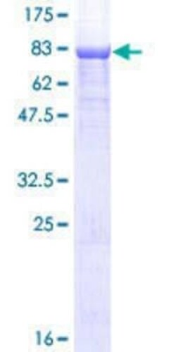 Novus Biologicals Recombinant Human CPNE1 GST (N-Term) Protein 25 &mu;g | Buy Online | Novus Biologicals&trade; | Fisher Scientific