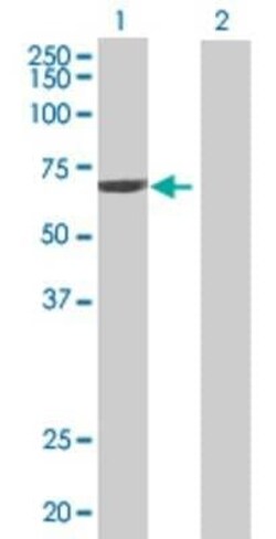 Novus Biologicals TAF1C 293T Cell Transient Overexpression Lysate 0.1 mL | Buy Online | Novus Biologicals&trade; | Fisher Scientific