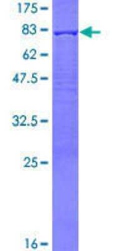 Novus Biologicals Recombinant Human PDLIM7 GST (N-Term) Protein 10 &mu;g | Buy Online | Novus Biologicals&trade; | Fisher Scientific