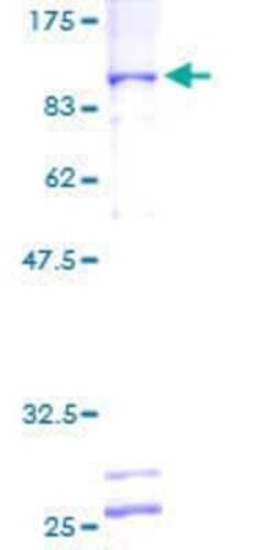 Novus Biologicals Recombinant Human GTF3C5 GST (N-Term) Protein 2 &mu;g | Buy Online | Novus Biologicals&trade; | Fisher Scientific