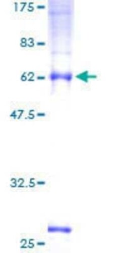 Novus Biologicals Recombinant Human TMEM59 GST (N-Term) Protein 2 &mu;g | Buy Online | Novus Biologicals&trade; | Fisher Scientific