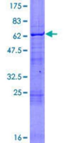 Novus Biologicals&trade;&nbsp;Recombinant Human ARA54 GST (N-Term) Protein