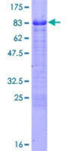 Novus Biologicals Recombinant Human FEZ1 GST (N-Term) Protein 10 &mu;g | Buy Online | Novus Biologicals&trade; | Fisher Scientific