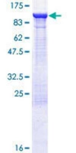 Novus Biologicals Recombinant Human ELMO1 GST (N-Term) Protein 10 &mu;g | Buy Online | Novus Biologicals&trade; | Fisher Scientific