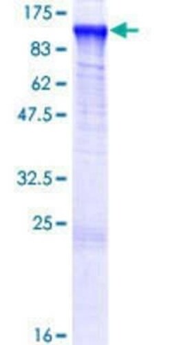 Novus Biologicals Recombinant Human MED24 GST (N-Term) Protein 10 &mu;g | Buy Online | Novus Biologicals&trade; | Fisher Scientific