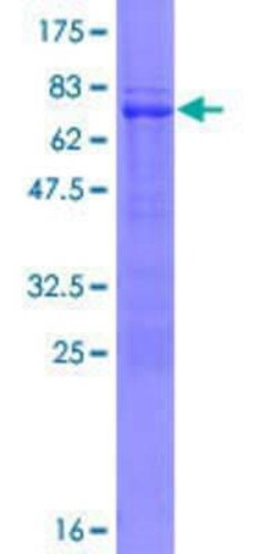 Novus Biologicals&trade;&nbsp;Recombinant Human TRIM10 GST (N-Term) Protein
