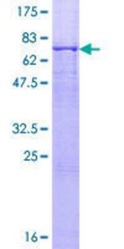 Novus Biologicals&trade;&nbsp;Recombinant Human ACTR1B GST (N-Term) Protein