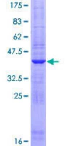 Novus Biologicals&trade;&nbsp;Recombinant Human FARP1 GST (N-Term) Protein