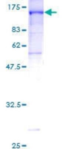Novus Biologicals Recombinant Human CNKSR1 GST (N-Term) Protein 2 &mu;g | Buy Online | Novus Biologicals&trade; | Fisher Scientific