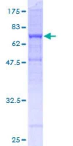 R&D Systems&trade;&nbsp;Recombinant Human Tubulin Beta 2C GST (N-Term) Protein