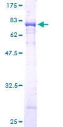 Novus Biologicals Recombinant Human PGCP GST (N-Term) Protein 25 &mu;g | Buy Online | Novus Biologicals&trade; | Fisher Scientific