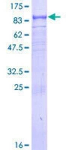 Novus Biologicals Recombinant Human TRAF3IP2 GST (N-Term) Protein 2 &mu;g | Buy Online | Novus Biologicals&trade; | Fisher Scientific