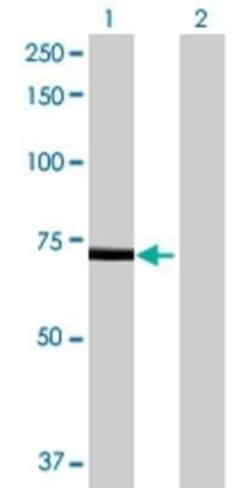 Novus Biologicals MAN1A2 293T Cell Transient Overexpression Lysate 0.1 mL | Buy Online | Novus Biologicals&trade; | Fisher Scientific