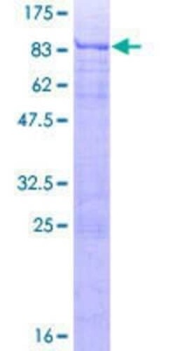 Novus Biologicals Recombinant Human ATF7 GST (N-Term) Protein 2 &mu;g | Buy Online | Novus Biologicals&trade; | Fisher Scientific