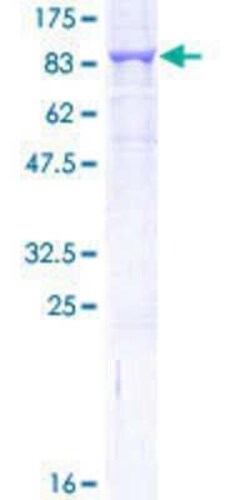 Novus Biologicals Recombinant Human GLMN GST (N-Term) Protein 10 &mu;g | Buy Online | Novus Biologicals&trade; | Fisher Scientific