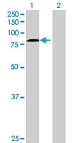 Novus Biologicals CPEB3 293T Cell Transient Overexpression Lysate 0.1 mL | Buy Online | Novus Biologicals&trade; | Fisher Scientific