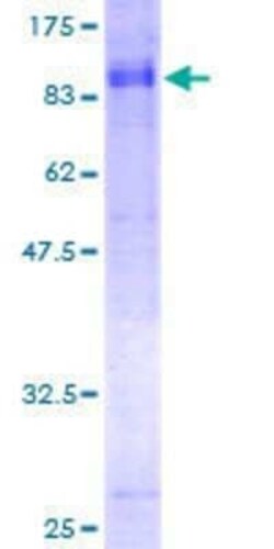 Novus Biologicals Recombinant Human KIF1B GST (N-Term) Protein 25 &mu;g | Buy Online | Novus Biologicals&trade; | Fisher Scientific